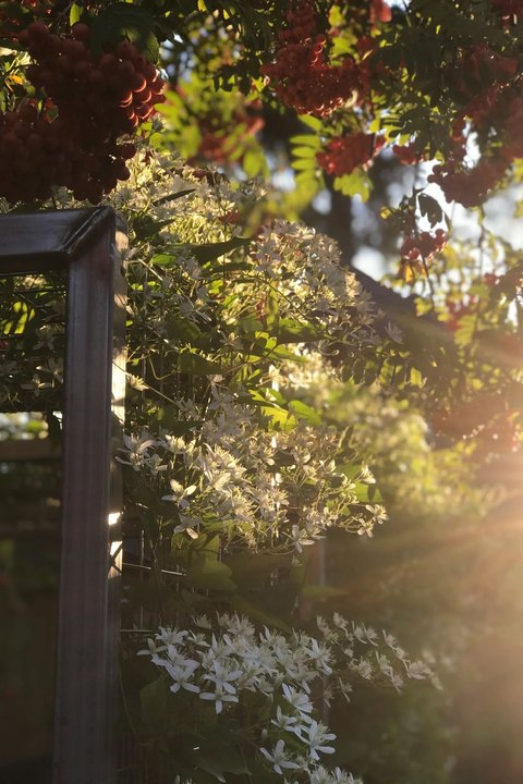 Land Art Design Landscape Architects Inc. planting detail